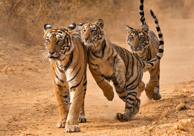 8 Days Golden triangle tour with ranthambore